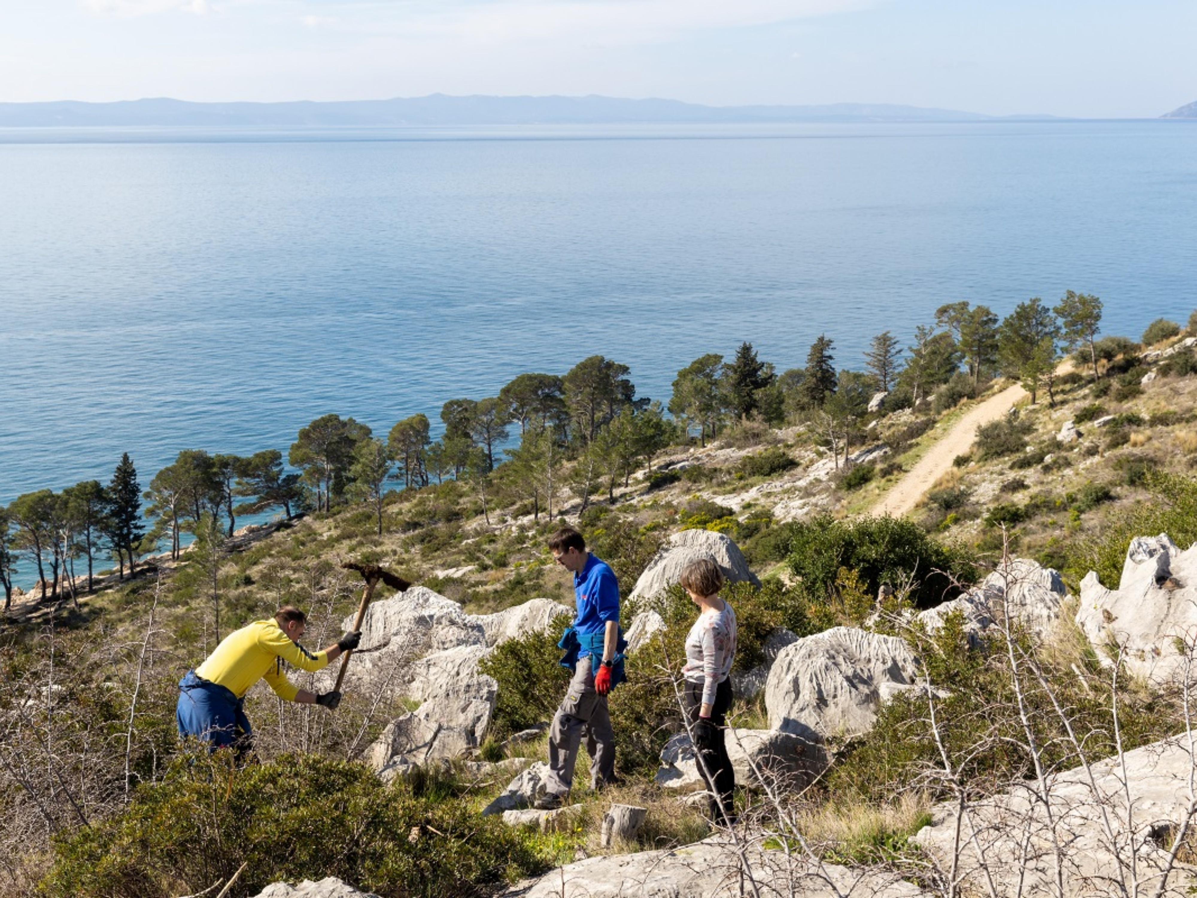 DOBRA INICIJATIVA Valamar će s gostima posaditi 10 000 novih stabala